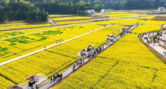 三月踏青油菜花海  春田遍野游醉鄉(xiāng)間